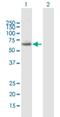 Polyamine Oxidase antibody, H00196743-B01P-50ug, Novus Biologicals, Western Blot image 