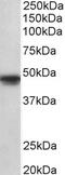 POU Class 3 Homeobox 1 antibody, STJ72674, St John