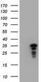 Jun Proto-Oncogene, AP-1 Transcription Factor Subunit antibody, TA800594BM, Origene, Western Blot image 
