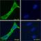 Cone-Rod Homeobox antibody, 43-371, ProSci, Western Blot image 