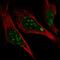 L3MBTL Histone Methyl-Lysine Binding Protein 3 antibody, HPA053035, Atlas Antibodies, Immunofluorescence image 