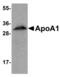 Apolipoprotein A1 antibody, MBS151291, MyBioSource, Western Blot image 