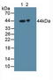 Gamma-Aminobutyric Acid Type A Receptor Alpha2 Subunit antibody, LS-C305774, Lifespan Biosciences, Western Blot image 