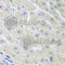 Paraoxonase 1 antibody, A7338, ABclonal Technology, Immunohistochemistry paraffin image 