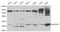 Rho Guanine Nucleotide Exchange Factor 7 antibody, LS-C192374, Lifespan Biosciences, Western Blot image 