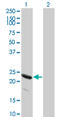 Heat Shock Protein Family B (Small) Member 8 antibody, LS-B5458, Lifespan Biosciences, Western Blot image 