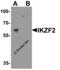 IKAROS Family Zinc Finger 2 antibody, 8117, ProSci, Western Blot image 