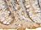 Histamine Receptor H1 antibody, orb19079, Biorbyt, Immunohistochemistry paraffin image 