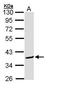 BCL2 Like 12 antibody, GTX112088, GeneTex, Western Blot image 