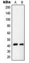 Nuclear Receptor Subfamily 2 Group F Member 6 antibody, MBS820690, MyBioSource, Western Blot image 