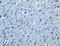 GDNF Family Receptor Alpha 1 antibody, A02897, Boster Biological Technology, Immunohistochemistry frozen image 