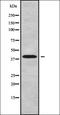 Wnt Family Member 9B antibody, orb337841, Biorbyt, Western Blot image 