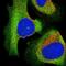 EPS8 Like 2 antibody, NBP1-83613, Novus Biologicals, Immunocytochemistry image 