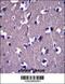 Glutamate Ionotropic Receptor Delta Type Subunit 1 antibody, 57-178, ProSci, Immunohistochemistry paraffin image 