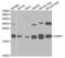 Cysteine And Glycine Rich Protein 1 antibody, abx000994, Abbexa, Western Blot image 