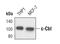 Cbl Proto-Oncogene antibody, MA5-14955, Invitrogen Antibodies, Western Blot image 