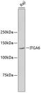 Integrin Subunit Alpha 6 antibody, 13-860, ProSci, Western Blot image 