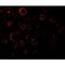 MAP Kinase Activating Death Domain antibody, GTX22043, GeneTex, Immunofluorescence image 