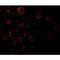 MAP kinase-activating death domain protein antibody, GTX22043, GeneTex, Immunofluorescence image 