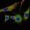 Prohibitin antibody, GTX60495, GeneTex, Immunofluorescence image 