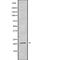 Trafficking Protein Particle Complex 5 antibody, PA5-68346, Invitrogen Antibodies, Western Blot image 