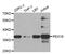 Peroxisomal Biogenesis Factor 19 antibody, A5476, ABclonal Technology, Western Blot image 