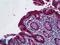 Galectin 3 antibody, LS-B5661, Lifespan Biosciences, Immunohistochemistry frozen image 