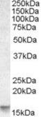 Phorbol-12-Myristate-13-Acetate-Induced Protein 1 antibody, PA5-19068, Invitrogen Antibodies, Western Blot image 