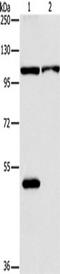 NLR Family Pyrin Domain Containing 3 antibody, TA349228, Origene, Western Blot image 