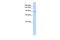 Zinc Finger CCCH-Type Containing 7A antibody, PA5-40447, Invitrogen Antibodies, Western Blot image 