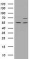 Membrane Palmitoylated Protein 3 antibody, MA5-25146, Invitrogen Antibodies, Western Blot image 