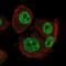 Scm Polycomb Group Protein Like 1 antibody, NBP2-55711, Novus Biologicals, Immunocytochemistry image 