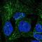 Sprouty RTK Signaling Antagonist 2 antibody, NBP2-59001, Novus Biologicals, Immunofluorescence image 