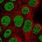 HNF1 Homeobox B antibody, PA5-51682, Invitrogen Antibodies, Immunofluorescence image 