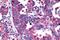 Thyrotropin Releasing Hormone Receptor antibody, NLS1200, Novus Biologicals, Immunohistochemistry paraffin image 