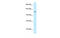 Pleckstrin Homology Domain Containing A7 antibody, MBS5302707, MyBioSource, Western Blot image 