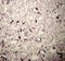 Proopiomelanocortin antibody, 20074, Immunostar, Immunohistochemistry frozen image 