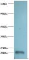 Ribosomal Protein L36a Like antibody, LS-B10640, Lifespan Biosciences, Western Blot image 