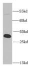 Proteasome Activator Subunit 1 antibody, FNab06894, FineTest, Western Blot image 