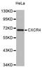 C-X-C Motif Chemokine Receptor 4 antibody, STJ111253, St John