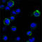 Receptor Tyrosine Kinase Like Orphan Receptor 1 antibody, abx011486, Abbexa, Western Blot image 