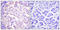 Tyrosine Hydroxylase antibody, A01917S62, Boster Biological Technology, Immunohistochemistry paraffin image 