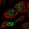 PHD Finger Protein 7 antibody, NBP2-49628, Novus Biologicals, Immunofluorescence image 