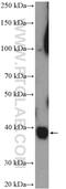 Mitochondrial Ribosomal Protein S9 antibody, 16533-1-AP, Proteintech Group, Western Blot image 