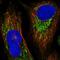 Isoleucyl-TRNA Synthetase 2, Mitochondrial antibody, NBP1-84638, Novus Biologicals, Immunofluorescence image 