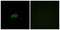 G Protein-Coupled Receptor 142 antibody, LS-B9274, Lifespan Biosciences, Immunofluorescence image 