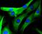 Mitogen-activated protein kinase 10 antibody, NBP2-67800, Novus Biologicals, Immunofluorescence image 