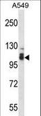 Serine/threonine-protein phosphatase 4 regulatory subunit 3B antibody, LS-C161315, Lifespan Biosciences, Western Blot image 