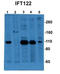 Intraflagellar Transport 122 antibody, TA335415, Origene, Western Blot image 
