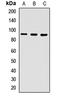 Interacts With SUPT6H, CTD Assembly Factor 1 antibody, orb412593, Biorbyt, Western Blot image 